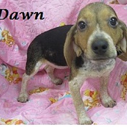 Thumbnail photo of Dawn #1