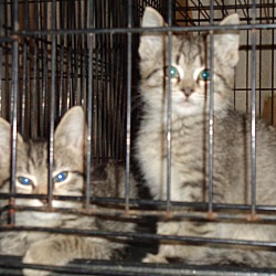 Photo of Grey kittens--no fee