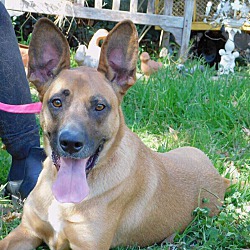 Thumbnail photo of Lacy - adoption pending #1