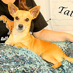 Thumbnail photo of Tater~adopted! #1