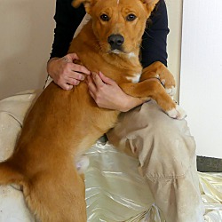 Thumbnail photo of Howie~adopted! #3