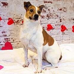 Thumbnail photo of Brandy #2