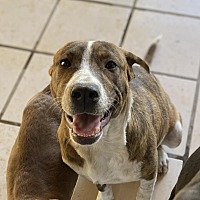 adopt a pet