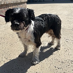 Dog for adoption - Hank, a French Bulldog & Shih Tzu Mix in Oakdale, CA