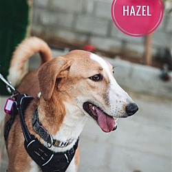 Thumbnail photo of Hazel-Wadi #2