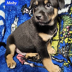 Thumbnail photo of Moby (PUPPY) #2