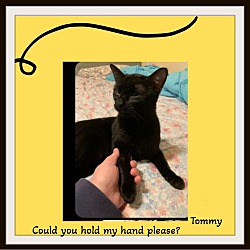 Thumbnail photo of Tommy - Lap Cat, Silly #2