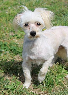 Napa, CA - Maltese. Meet Sparky a Pet for Adoption - AdoptaPet.com