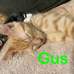 Thumbnail photo of Gus #4