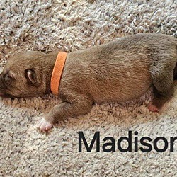 Thumbnail photo of Madison #3