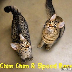 Thumbnail photo of Chim Chim #2