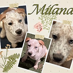 Thumbnail photo of Milana #1