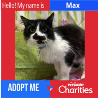 adopt a pet