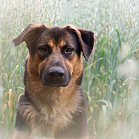 adopt-pet