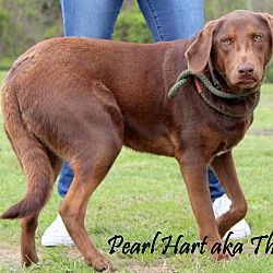 Thumbnail photo of Pearl Hart ~ adopted! #3