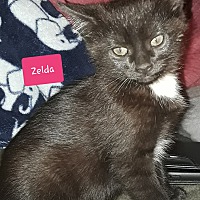 Photo of Zelda
