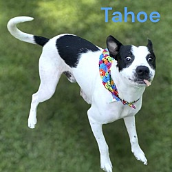 Thumbnail photo of TAHOE #4