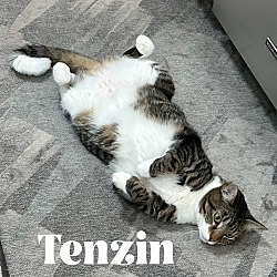 Thumbnail photo of Tenzin (Gizmo) #2