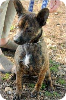 brindle rat terrier