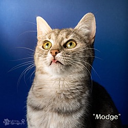 Thumbnail photo of Modge #2