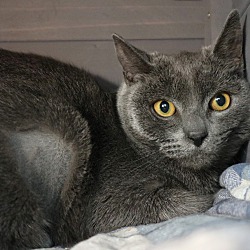 Photo of Celery- Foster or Adopt
