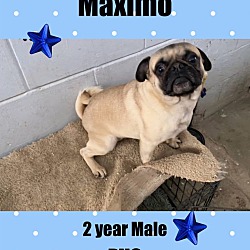 Thumbnail photo of MAXIMO –2 YEAR MALE PUG #1