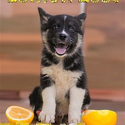 Thumbnail photo of Lemon Zest #1