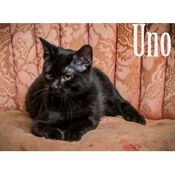 Thumbnail photo of Uno #1