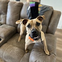 adopt a pet