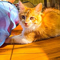 adopt a pet