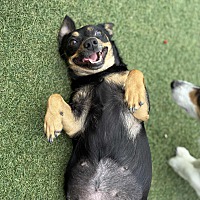 adopt a pet