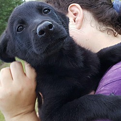 Thumbnail photo of YODA-adoption pending #1