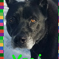 Thumbnail photo of Yogi Bear **In a foster home** #3