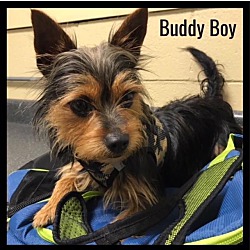 Photo of Buddy Boy