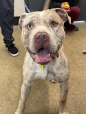 Adopt a Pet :: Hank VI 15 - Cleveland, OH -  American Pit Bull Terrier Mix