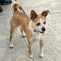 Photo of Taffy