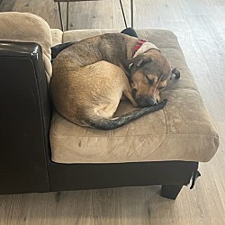 Photo of Millie 