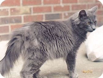 Duluth Ga Domestic Longhair Meet Grey Goose A Pet For Adoption