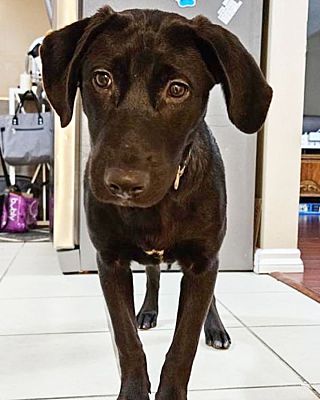 ridgeback melody weight