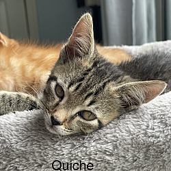 Thumbnail photo of Quiche #2