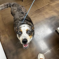 adopt a pet