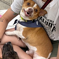 adopt a pet