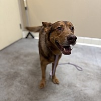 adopt a pet