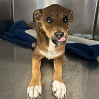 adopt a pet