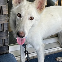 adopt a pet