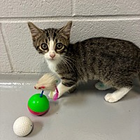 adopt a pet