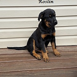 Thumbnail photo of Roslin #3