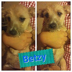 Thumbnail photo of Betzy #1