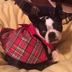 Southern Cross Boston Terrier Rescue in Jackson, Tennessee