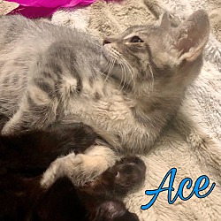 Thumbnail photo of Ace #2